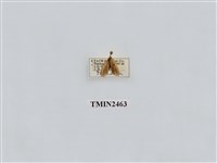 藏品(暗小苔蛾)的圖片